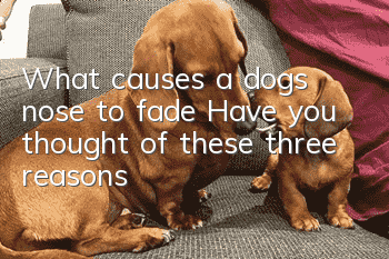 What causes a dog’s nose to fade? Have you thought of these three reasons?