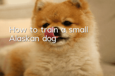 How to train a small Alaskan dog