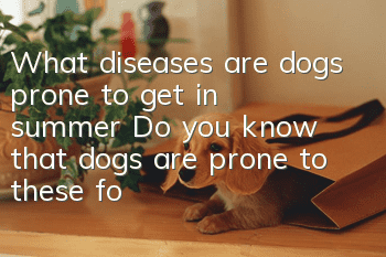 What diseases are dogs prone to get in summer? Do you know that dogs are prone to these four diseases?