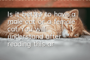 Is it better to have a male cat or a female cat? You will understand after reading this article!