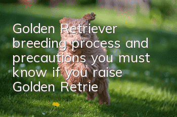 Golden Retriever breeding process and precautions you must know if you raise Golden Retrievers
