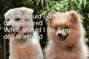 What should I do if my dog ​​is injured? What should I do if my dog ​​is injured?