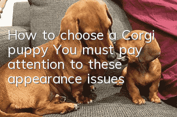How to choose a Corgi puppy? You must pay attention to these appearance issues