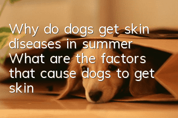 Why do dogs get skin diseases in summer? What are the factors that cause dogs to get skin diseases?