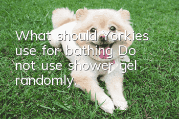 What should Yorkies use for bathing? Do not use shower gel randomly.