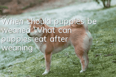 When should puppies be weaned? What can puppies eat after weaning?
