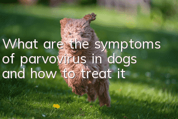 What are the symptoms of parvovirus in dogs and how to treat it?