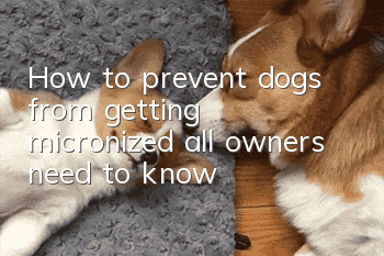 How to prevent dogs from getting micronized, all owners need to know!