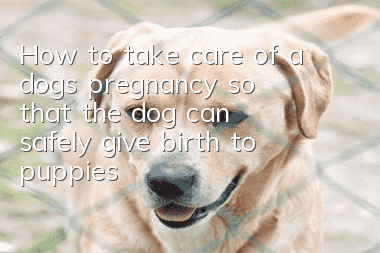 How to take care of a dog’s pregnancy so that the dog can safely give birth to puppies