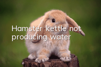 Hamster kettle not producing water