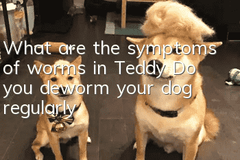 What are the symptoms of worms in Teddy? Do you deworm your dog regularly?