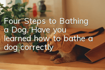 Four Steps to Bathing a Dog. Have you learned how to bathe a dog correctly?