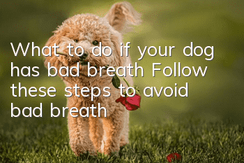 What to do if your dog has bad breath? Follow these steps to avoid bad breath