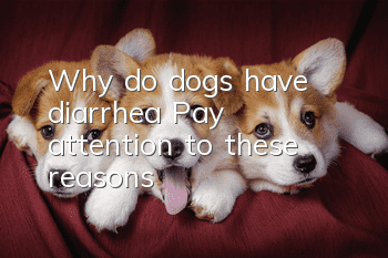 Why do dogs have diarrhea? Pay attention to these reasons