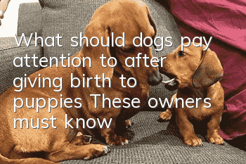 What should dogs pay attention to after giving birth to puppies? These owners must know