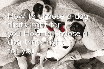 How to choose a dog that's right for you How to choose a dog that's right for you
