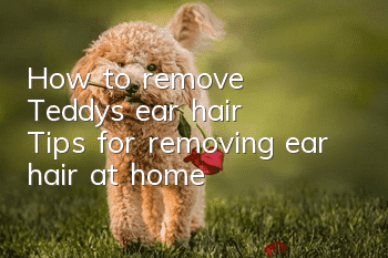 How to remove Teddy’s ear hair? Tips for removing ear hair at home