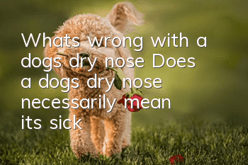 What’s wrong with a dog’s dry nose? Does a dog’s dry nose necessarily mean it’s sick?