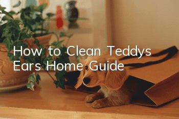How to Clean Teddy’s Ears Home Guide