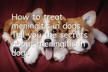How to treat meningitis in dogs Tell you the secrets about meningitis in dogs