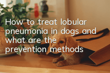 How to treat lobular pneumonia in dogs and what are the prevention methods?
