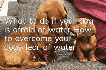 What to do if your dog is afraid of water How to overcome your dog’s fear of water