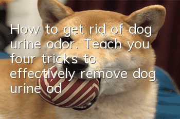 How to get rid of dog urine odor. Teach you four tricks to effectively remove dog urine odor.