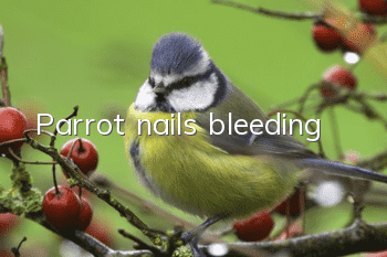 Parrot nails bleeding