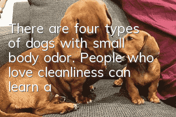 There are four types of dogs with small body odor. People who love cleanliness can learn about them.