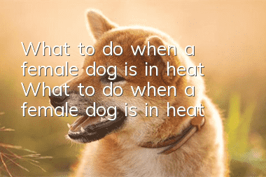 What to do when a female dog is in heat What to do when a female dog is in heat