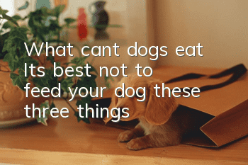 What can’t dogs eat? It’s best not to feed your dog these three things