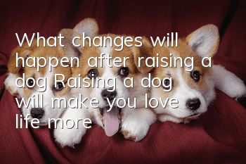 What changes will happen after raising a dog? Raising a dog will make you love life more