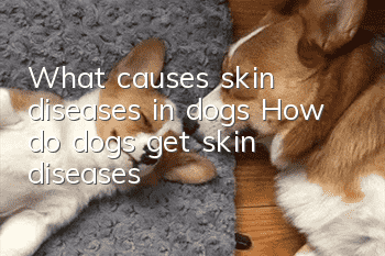 What causes skin diseases in dogs? How do dogs get skin diseases?