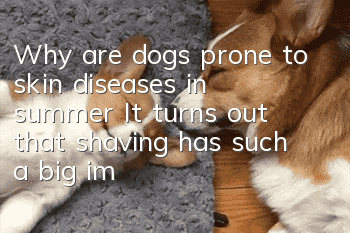 Why are dogs prone to skin diseases in summer? It turns out that shaving has such a big impact on dogs