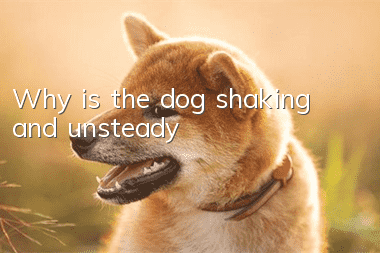 Why is the dog shaking and unsteady?