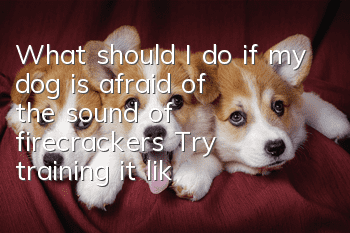 What should I do if my dog is afraid of the sound of firecrackers? Try training it like this
