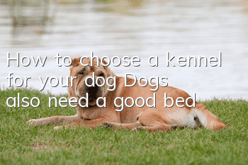 How to choose a kennel for your dog? Dogs also need a good bed