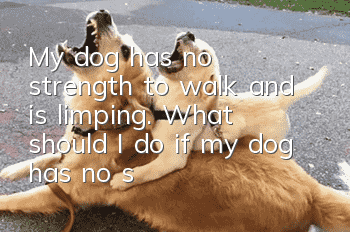 My dog has no strength to walk and is limping. What should I do if my dog has no strength to walk?