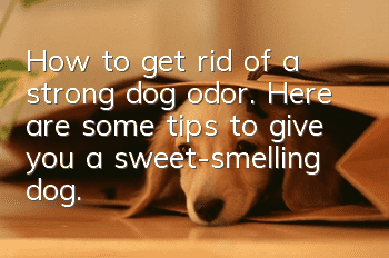 How to get rid of a strong dog odor. Here are some tips to give you a sweet-smelling dog.