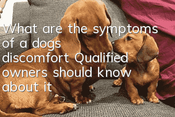 What are the symptoms of a dog’s discomfort? Qualified owners should know about it
