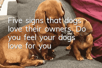 Five signs that dogs love their owners. Do you feel your dog’s love for you?