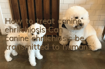 How to treat canine ehrlichiosis? Can canine ehrlichiosis be transmitted to humans?