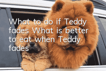What to do if Teddy fades? What is better to eat when Teddy fades?