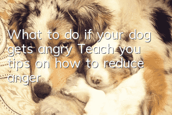 What to do if your dog gets angry? Teach you tips on how to reduce anger