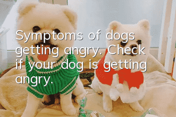 Symptoms of dogs getting angry. Check if your dog is getting angry.