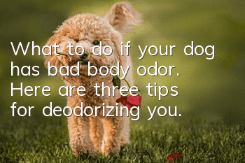 What to do if your dog has bad body odor. Here are three tips for deodorizing you.