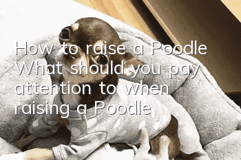 How to raise a Poodle What should you pay attention to when raising a Poodle?