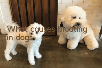 What causes bloating in dogs?