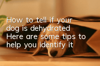 How to tell if your dog is dehydrated? Here are some tips to help you identify it