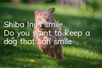 Shiba Inu’s smile. Do you want to keep a dog that can smile?
